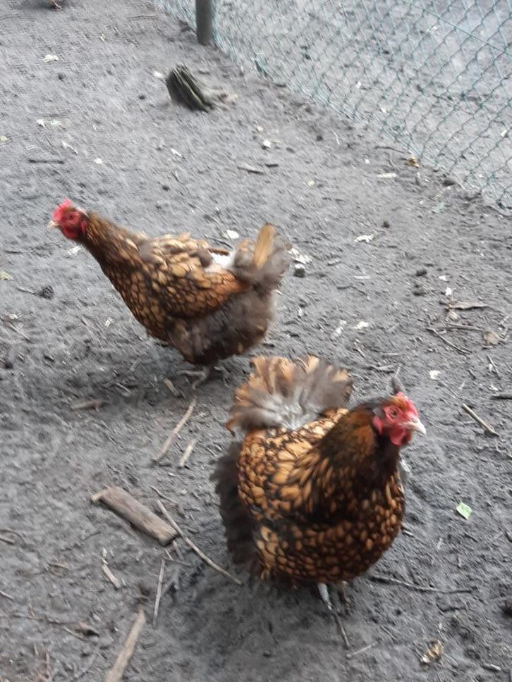 orpington kippen, Dieren en Toebehoren, Pluimvee, Kip, Meerdere dieren