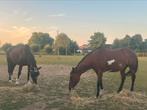 Twee paarden voor halve stal, Dieren en Toebehoren, Paarden, Meerdere dieren, 11 jaar of ouder
