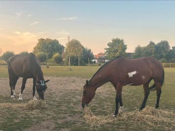 Twee paarden voor halve stal, Plusieurs animaux, 11 ans ou plus