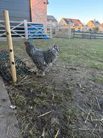 Kalkoenkop haan, Dieren en Toebehoren, Pluimvee