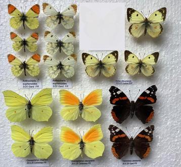 Europese vlinders, 5€/specimen beschikbaar voor biedingen