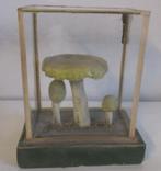 oud botanisch model paddestoelen in plexi glazen box   ps48, Verzenden