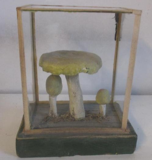 oud botanisch model paddestoelen in plexi glazen box   ps48, Antiek en Kunst, Curiosa en Brocante, Verzenden