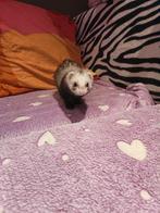 A vendre furette 1 ans, Mei, Vrouwelijk