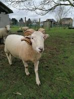 Wiltshire Horn ram, Animaux & Accessoires, Moutons, Chèvres & Cochons, Mouton, Mâle, 3 à 5 ans