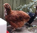 6 kuikens Orpington - Rhode island red (hennen)