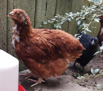 6 kuikens Orpington - Rhode island red (hennen) beschikbaar voor biedingen