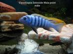 Cynotilapia zebroide Mala Point F2 en 7 cm. Cichlidés, Dieren en Toebehoren, Vissen | Aquariumvissen, Zoetwatervis, Vis