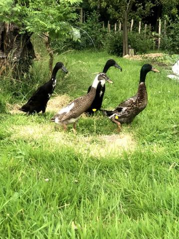 Broedeieren Indische loopeend, Dieren en Toebehoren, Pluimvee, Eend
