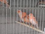Kanaries, Dieren en Toebehoren, Vogels | Kanaries, Meerdere dieren, Kleurkanarie