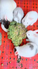 konijn, Dieren en Toebehoren, Konijnen