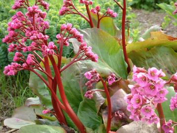 Bergenia et Carex