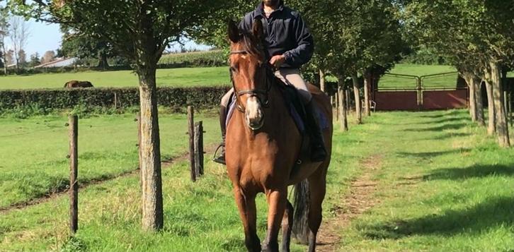 Toffe merrie, Dieren en Toebehoren, Paarden, Merrie, B, 165 tot 170 cm, 11 jaar of ouder, Springpaard, Met stamboom, Gechipt, Ontwormd