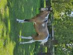 Knappe jaarling hengst, Dieren en Toebehoren, Paarden, Hengst, Springpaard, Gechipt, 0 tot 2 jaar