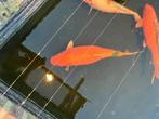 Koi’s te koop, Dieren en Toebehoren, Karper of Koi