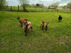 2 kleine schapen uit Kameroen, Dieren en Toebehoren, Schapen, Geiten en Varkens, Mannelijk, Schaap