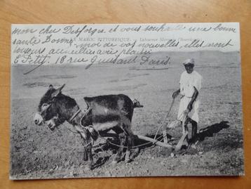 Laboureur Maroccain, twee ezels voor een ploeg, Marokko 39