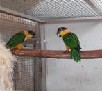 Zwartkopcaiques broedrijp, Meerdere dieren, Papegaai, Geringd