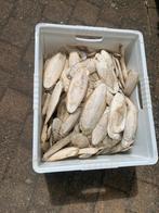 Sephia te koop, Ophalen, Nieuw, Overige typen