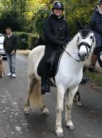 Paarden scheren, Dieren en Toebehoren