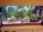 juwel rio 125 aquarium eikkleur compleet., Dieren en Toebehoren, Ophalen, Gebruikt, Gevuld zoetwateraquarium