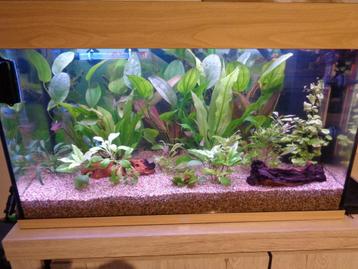  juwel rio 125 aquarium eikkleur compleet. beschikbaar voor biedingen