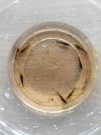 Garnalen, Dieren en Toebehoren, Vissen | Aquariumvissen, Kreeft, Krab of Garnaal, Zoetwatervis