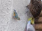 Japanse nachtegaal, Dieren en Toebehoren, Vogels | Overige Vogels, Mannelijk, Tropenvogel