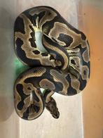 Vrouw leopard pos het clown/pied 800 gram, Dieren en Toebehoren