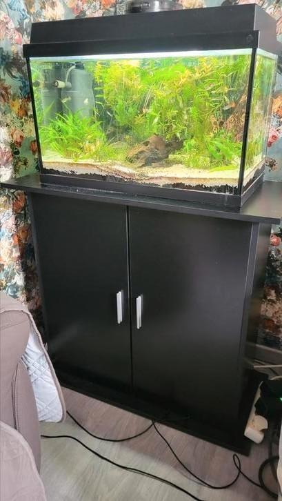 Aquarium + fournitures + poissons et plantes + nouvelle armo, Animaux & Accessoires, Poissons | Aquariums & Accessoires, Comme neuf