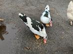 3 mooie barbarie hennen, Dieren en Toebehoren, Pluimvee, Vrouwelijk, Eend