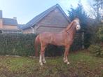 Ruin, Animaux & Accessoires, Chevaux, Hongre, Avec pedigree