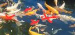 Japanse koi's, Dieren en Toebehoren, Vissen | Vijvervissen