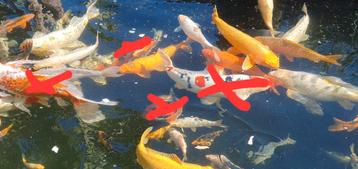 Japanse koi's, Dieren en Toebehoren