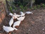 Ganzen te koop, Dieren en Toebehoren, Pluimvee