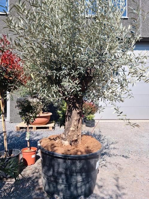 Mooi vertakte olijfboom Olea Europaea, Tuin en Terras, Planten | Bomen, Olijfboom, Ophalen