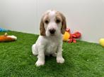 Nestje Engelse Cocker Spaniel pups, België, CDV (hondenziekte), 8 tot 15 weken, Meerdere
