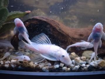 30 tal snow white shortfin met longfin gen. 6€ beschikbaar voor biedingen