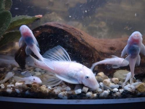 30 tal snow white shortfin met longfin gen. 6€, Dieren en Toebehoren, Vissen | Aquariumvissen, Zoetwatervis, Overige typen, Schoolvis