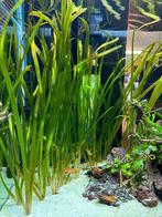 Vallisneria gigantea, Ophalen, Zo goed als nieuw