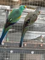 veelkleurenparkiet, Dieren en Toebehoren, Meerdere dieren, Geringd