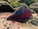 Betta smaragdina koppel F1, Vis, Zoetwatervis