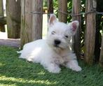 Beaux chiots West Highland white terriër (Chiots Westie), Animaux & Accessoires, Chiens | Jack Russell & Terriers, Autres races