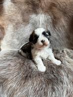 Malchi pups, Dieren en Toebehoren, Honden | Chihuahua's en Gezelschapshonden, België, Maltezer, CDV (hondenziekte), 8 tot 15 weken