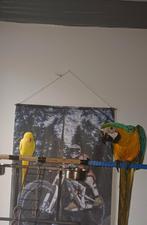 Handtam blauw geel ara, Dieren en Toebehoren, Vogels | Parkieten en Papegaaien, Vrouwelijk, Papegaai, Pratend