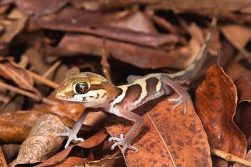 Paerodura picta STRIPE (Hagedisgekko) beschikbaar voor biedingen