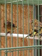 Zwarte sijs-Kanarie geel agaat, Dieren en Toebehoren, Vogels | Kanaries