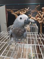 Jonge tamme baby Roodfactor grijze roodstaart man  12 weken, Dieren en Toebehoren, Mannelijk, Papegaai, Geringd