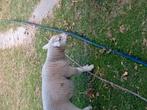 Quessant ooi met lam, Dieren en Toebehoren