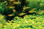 Roodkopzalm/ roodneuszalm, Dieren en Toebehoren, Vissen | Aquariumvissen